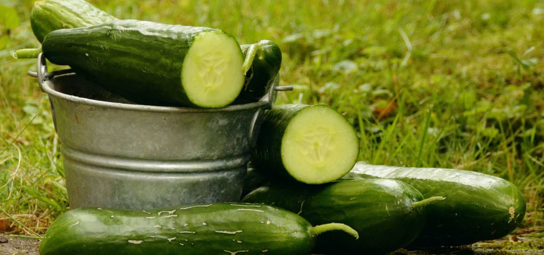 Consejos para cultivar con éxito pepinos y pepinillos