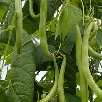 Cultivar judías: trucos y consejos