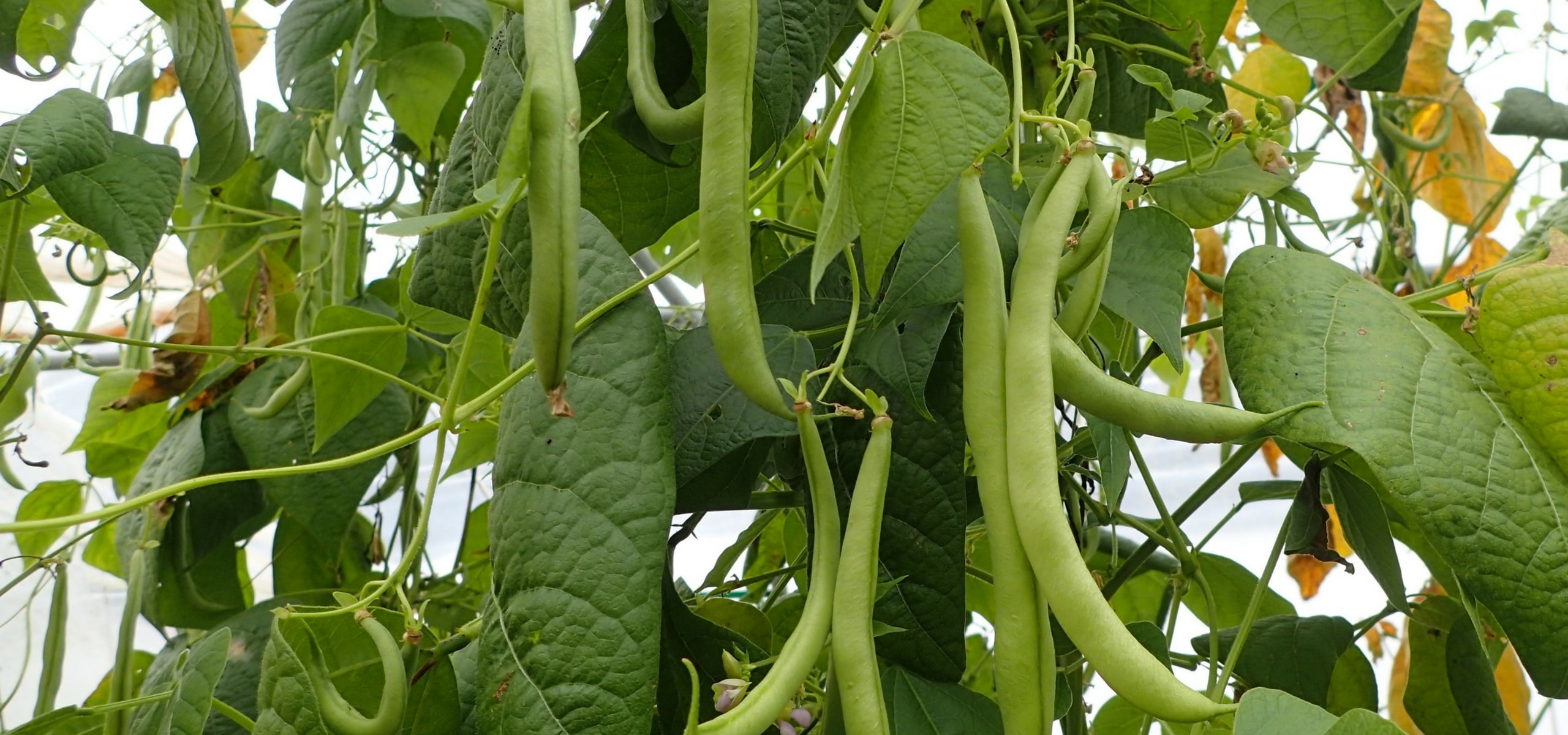 Cultivar judías: trucos y consejos