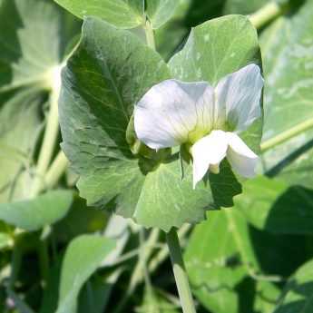 Consejos para cultivar con éxito guisantes verdes