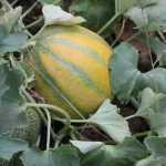 Consejos para cultivar con éxito el melón