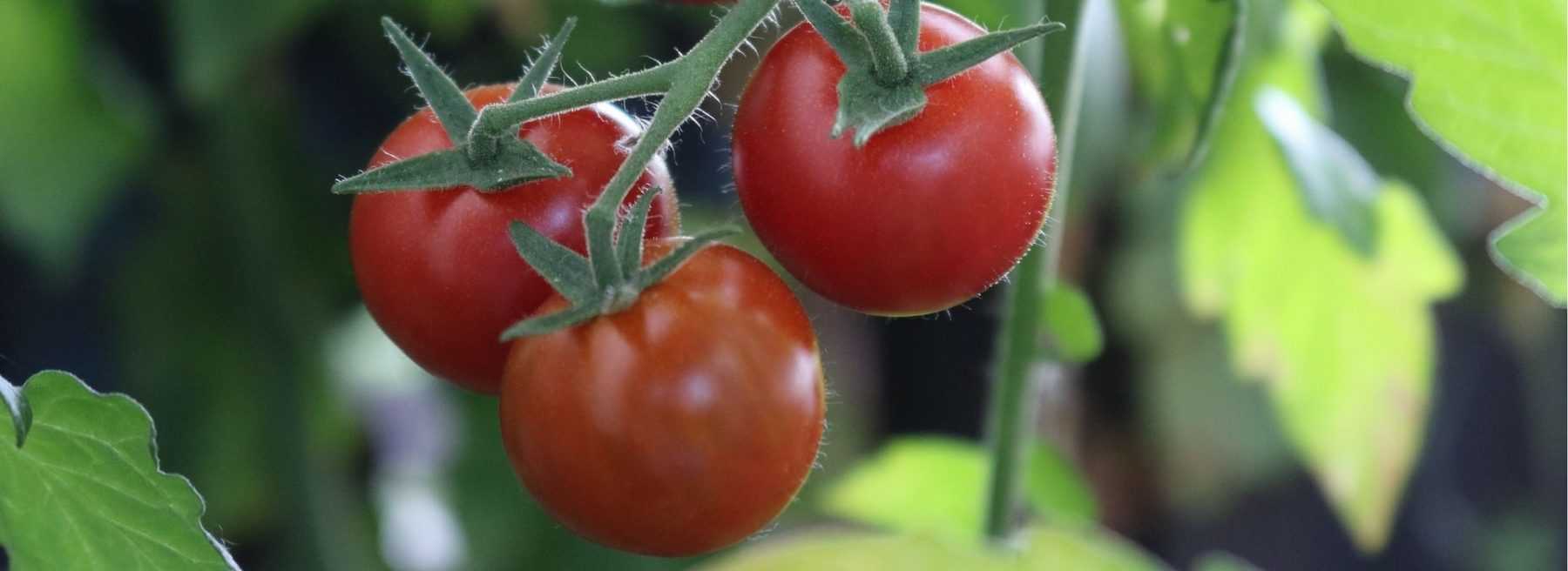 Consejos para cultivar tomates con éxito
Los tomates son una de las hortalizas más populares en los huertos. Para obtener una cosecha abundante y sabrosa, sigue estos consejos esenciales:
**1. Elección de la variedad**
Selecciona variedades adaptadas a tu clima y espacio. Para macetas: tomates cherry o enanos. En exterior: tomates beefsteak o clásicos.
**2. Plantación**
- Espera a que pasen las heladas
- Plántalas en un lugar soleado (mínimo 6h de sol/día)
- Espacia las plantas 60-80 cm
**3. Riego regular**
Mantén la tierra húmeda sin encharcar. Riega al pie, evitando mojar las hojas para prevenir enfermedades.
**4. Tutorado**
Instala tutores desde el principio para guiar el crecimiento y evitar que los frutos toquen el suelo.
**5. Fertilización**
Añade compost al plantar y fertilizante para tomates cada 15 días durante la fructificación.
**6. Poda**
Elimina los brotes laterales (chupones) para concentrar la energía en los frutos principales.
Con estos cuidados básicos, disfrutarás de deliciosos tomates de cosecha propia todo el verano. ¡Buen cultivo!
*Consejo extra: Planta albahaca cerca de los tomates - es un excelente compañero que mejora su sabor y ahuyenta plagas.*
