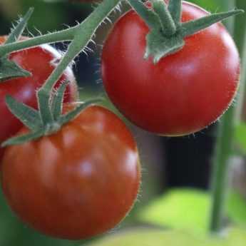 Consejos para cultivar tomates con éxito  

Los tomates son una de las hortalizas más populares en los huertos. Para obtener una cosecha abundante y sabrosa, sigue estos consejos esenciales:  

**1. Elección de la variedad**  
Selecciona variedades adaptadas a tu clima y espacio. Para macetas: tomates cherry o enanos. En exterior: tomates beefsteak o clásicos.  

**2. Plantación**  
- Espera a que pasen las heladas  
- Plántalas en un lugar soleado (mínimo 6h de sol/día)  
- Espacia las plantas 60-80 cm  

**3. Riego regular**  
Mantén la tierra húmeda sin encharcar. Riega al pie, evitando mojar las hojas para prevenir enfermedades.  

**4. Tutorado**  
Instala tutores desde el principio para guiar el crecimiento y evitar que los frutos toquen el suelo.  

**5. Fertilización**  
Añade compost al plantar y fertilizante para tomates cada 15 días durante la fructificación.  

**6. Poda**  
Elimina los brotes laterales (chupones) para concentrar la energía en los frutos principales.  

Con estos cuidados básicos, disfrutarás de deliciosos tomates de cosecha propia todo el verano. ¡Buen cultivo!  

*Consejo extra: Planta albahaca cerca de los tomates - es un excelente compañero que mejora su sabor y ahuyenta plagas.*