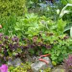 El mantenimiento de los Helleboros de Oriente en 5 gestos simples