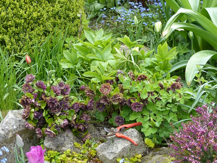 El mantenimiento de los Helleboros de Oriente en 5 gestos simples