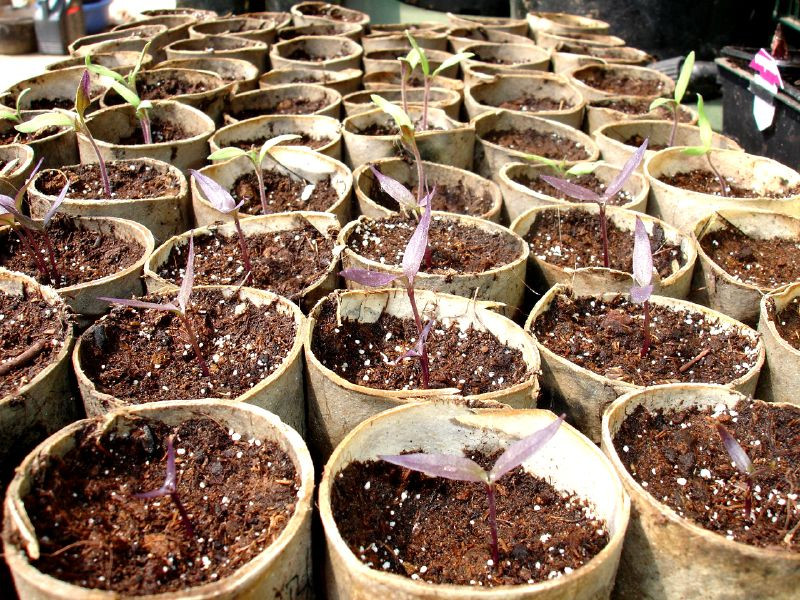 Siembras tempranas en el huerto: ¡Vamos!