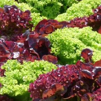 Consejos para cultivar lechugas con éxito