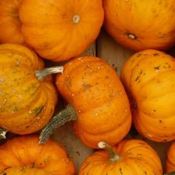 La siembra de calabazas y calabacines