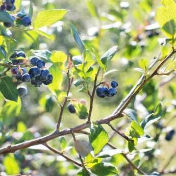 Cultivar arándanos
