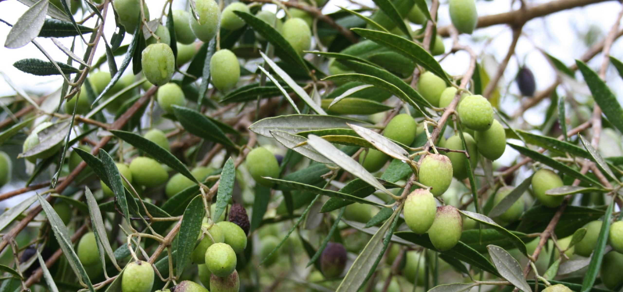 Plantar olivos en tallo