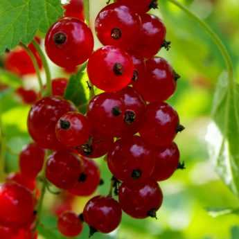 Plantar frutos del bosque