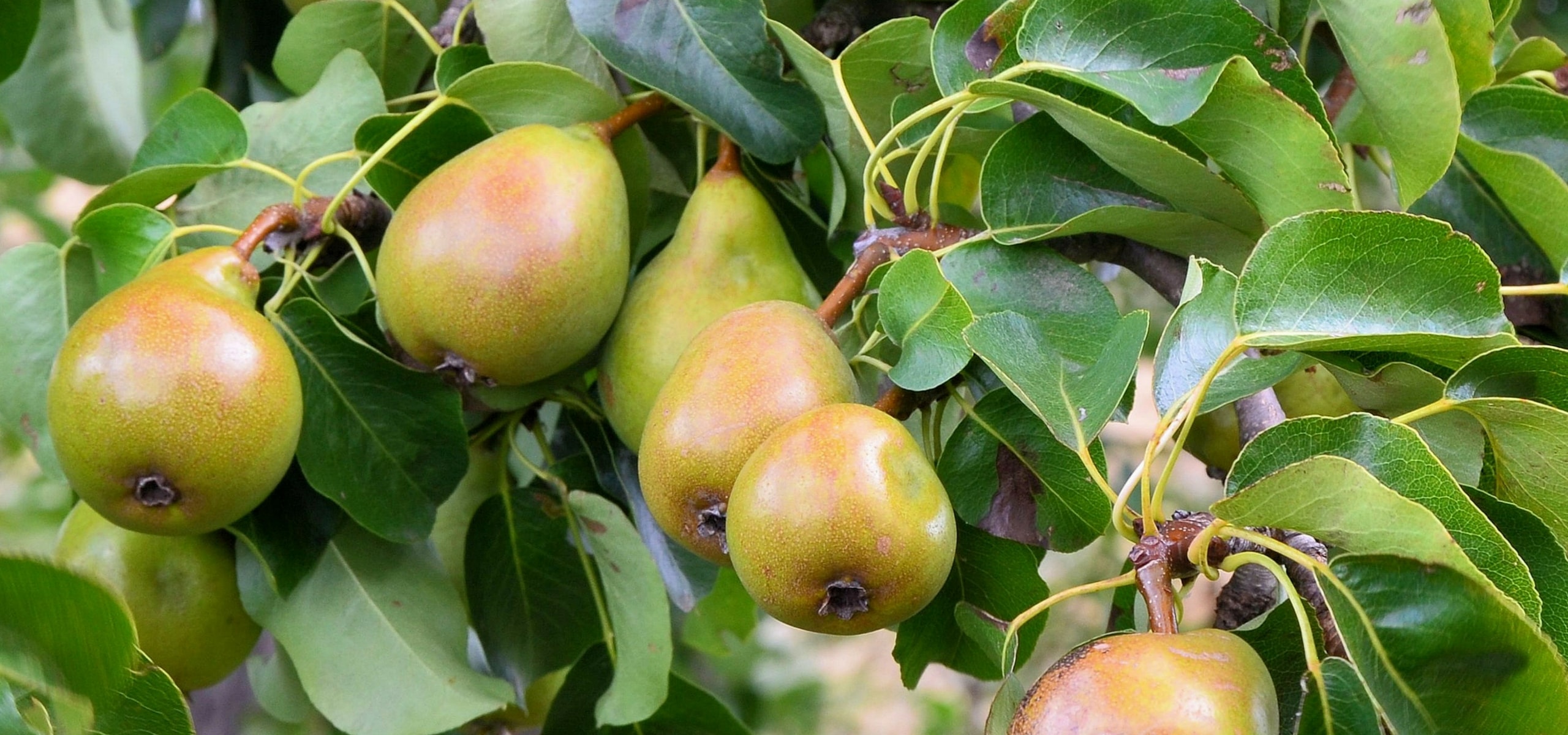 Peral: plantación, poda y mantenimiento