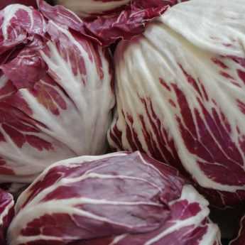 # Cómo cultivar achicoria con éxito y blanquearla

## Introducción

La achicoria es una hortaliza de hoja apreciada por su sabor ligeramente amargo y sus propiedades digestivas. Su cultivo es relativamente sencillo, pero requiere algunos conocimientos específicos para obtener hojas tiernas y sabrosas. El blanqueo es una técnica clave para reducir el amargor y mejorar la textura de las hojas.

## Elección de la variedad

Existen varios tipos de achicoria:
- Achicoria de hoja (como la 'Pain de sucre')
- Achicoria de raíz (para infusiones)
- Achicoria silvestre

Para consumo en ensaladas, elige variedades de hoja.

## Siembra y cultivo

**Época de siembra:**
- Primavera para cosecha de verano
- Verano para cosecha de otoño/invierno

**Método:**
1. Prepara el suelo, que debe ser fértil y bien drenado
2. Siembra en línea, a 1 cm de profundidad
3. Mantén una distancia de 30 cm entre plantas
4. Riega regularmente sin encharcar

## Técnica de blanqueo

El blanqueo consiste en privar de luz a las hojas para que pierdan clorofila y se vuelvan más tiernas:

1. **Blanqueo en tierra:** 2-3 semanas antes de la cosecha, cubre las plantas con un recipiente opaco o amontona tierra alrededor.
2. **Blanqueo poscosecha:** Arranca las plantas con raíz y colócalas en un lugar oscuro y fresco (como un sótano) durante 2-3 semanas.

## Cosecha y conservación

- Cosecha cuando las hojas estén bien desarrolladas
- Las hojas blanqueadas se conservan menos tiempo - consúmelas rápidamente
- Para conservación, lava y seca las hojas antes de guardar en nevera

## Consejos adicionales

- Rotación de cultivos: no plantes achicoria donde hayas cultivado otras asteráceas recientemente
- Controla babosas y caracoles, especialmente en plantas jóvenes
- En climas fríos, protege las plantas con mantillo o túneles

Con estos cuidados, disfrutarás de una achicoria de excelente calidad, con el equilibrio perfecto entre amargor y dulzura.