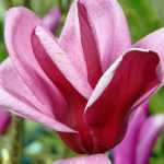 5 trucos que debes conocer para tener éxito con los arbustos de tierra de brezo