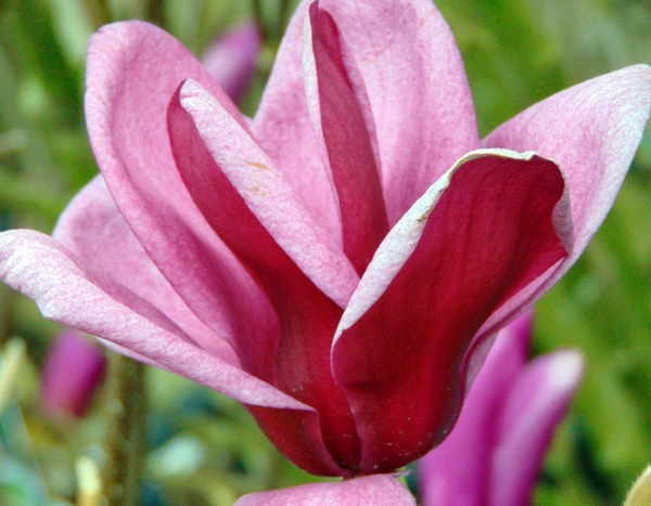 5 trucos que debes conocer para tener éxito con los arbustos de tierra de brezo