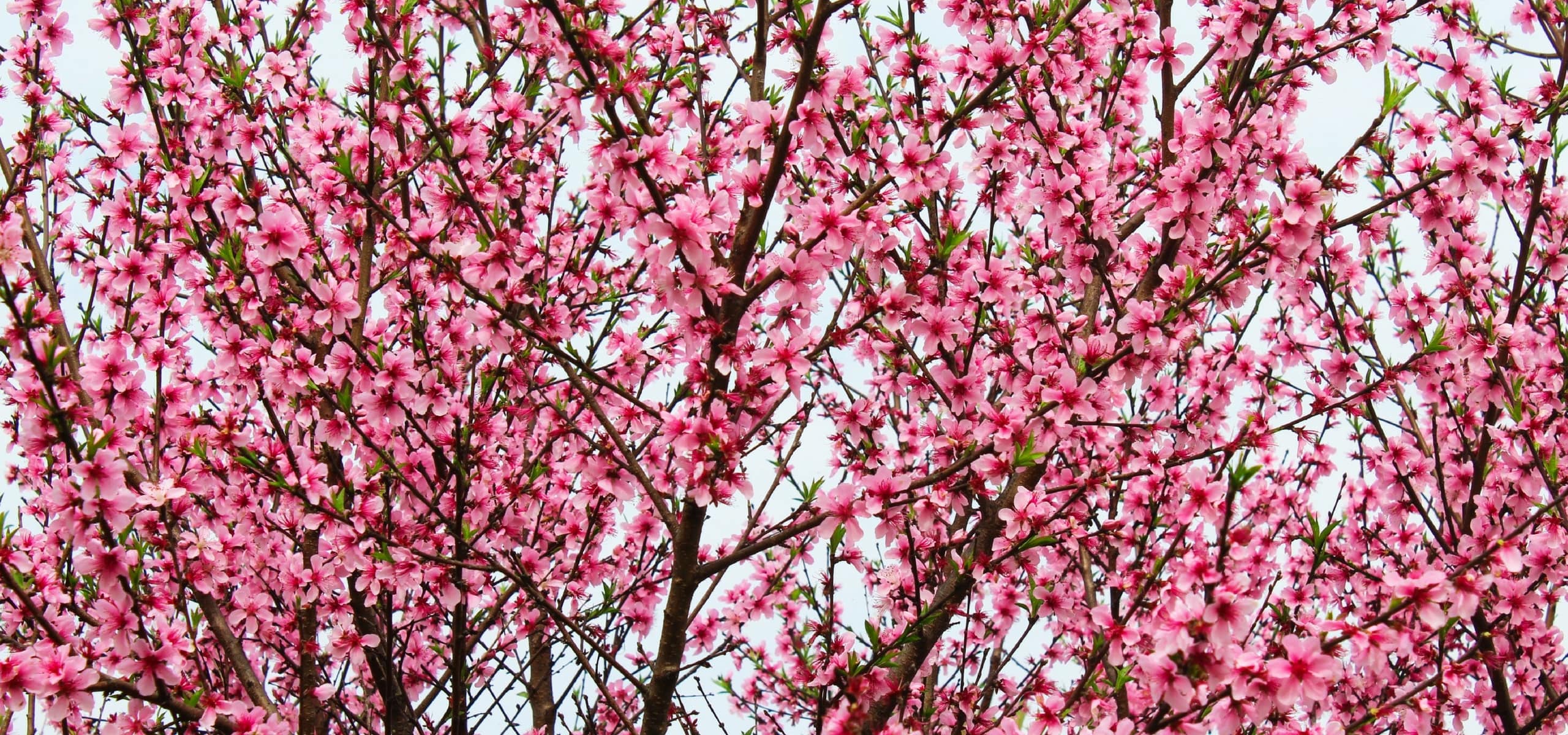Melocotonero y Nectarina enana: plantación, poda y mantenimiento