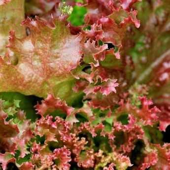 Cultivar con éxito las lechugas
