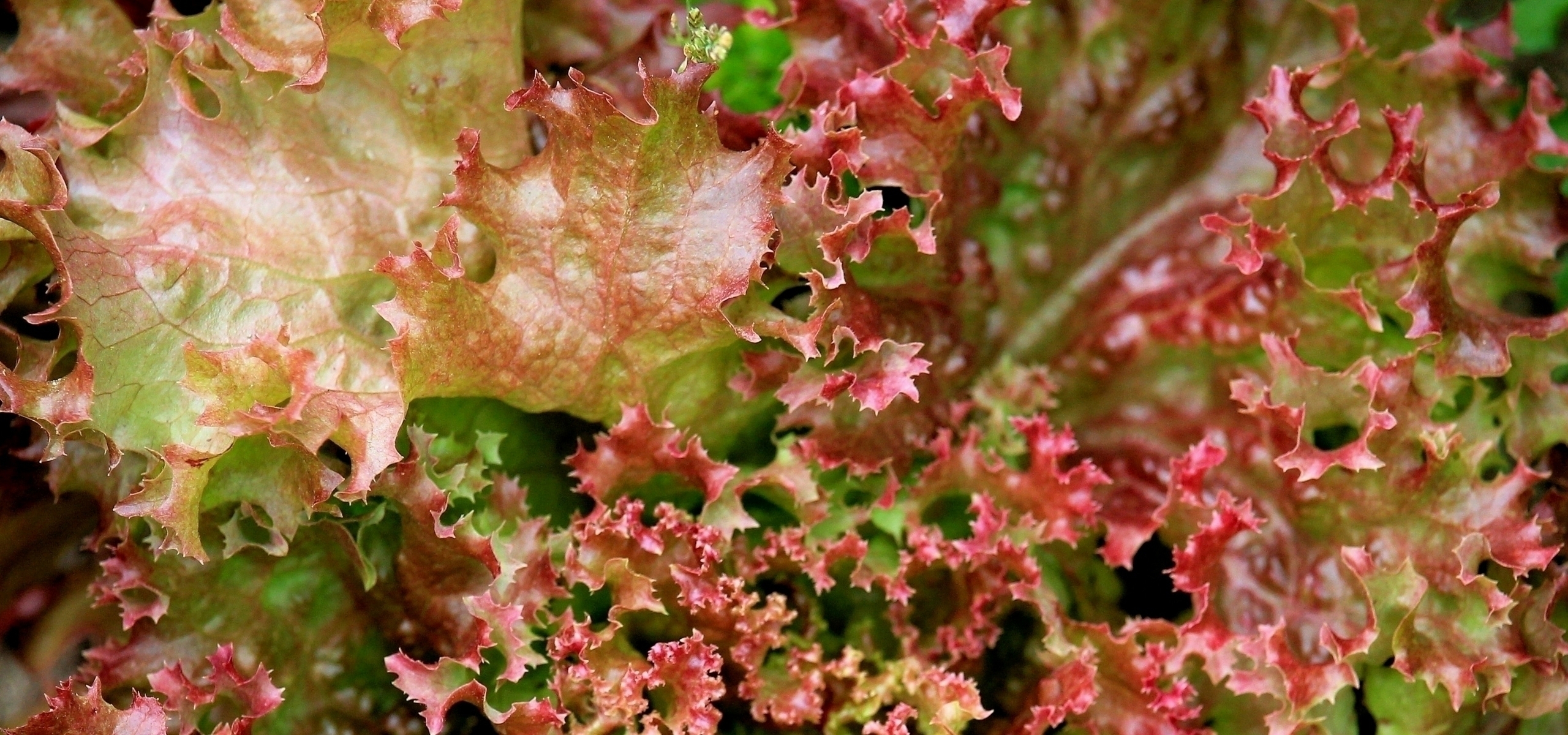 Lograr el cultivo de lechugas