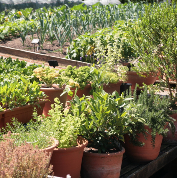 Aromáticas: 5 buenas formas de integrarlas en el jardín