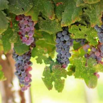 Vid: plantación, poda y mantenimiento