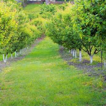 El encalado de los árboles frutales
