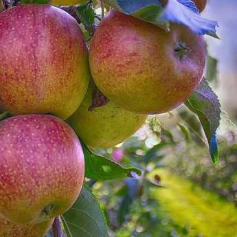 Crear un huerto: cómo elegir bien tus árboles frutales