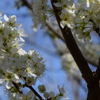 Mantenimiento y poda de árboles frutales de tronco alto