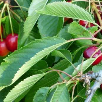 ¿Cómo proteger los árboles frutales de los pájaros?