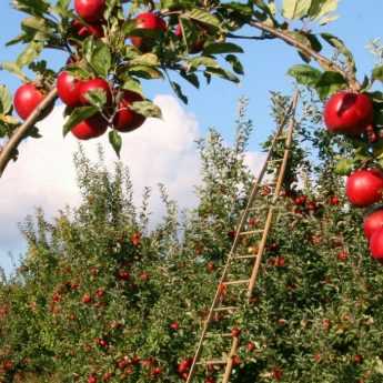 Árboles frutales: proteger tu huerto de forma natural