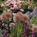 Ajo ornamental: ¿hay que cortar las flores marchitas?