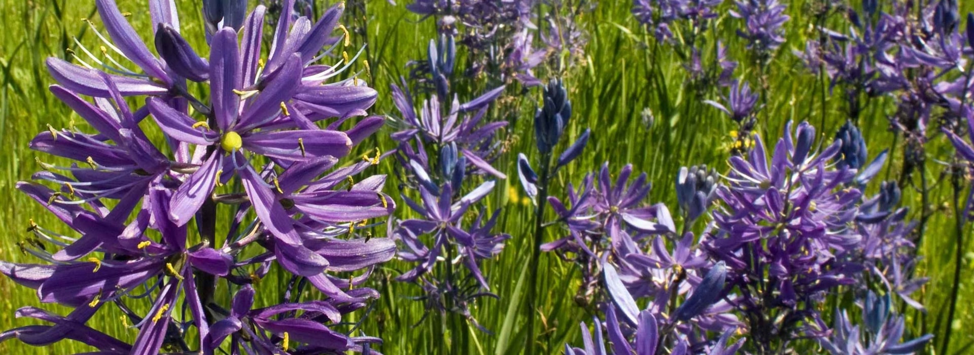 Camassia: plantar, cuidar y asociar en el jardín