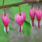 Corazón de María: plantación, cultivo y asociación
