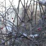 El frío llega: protege tu jardín