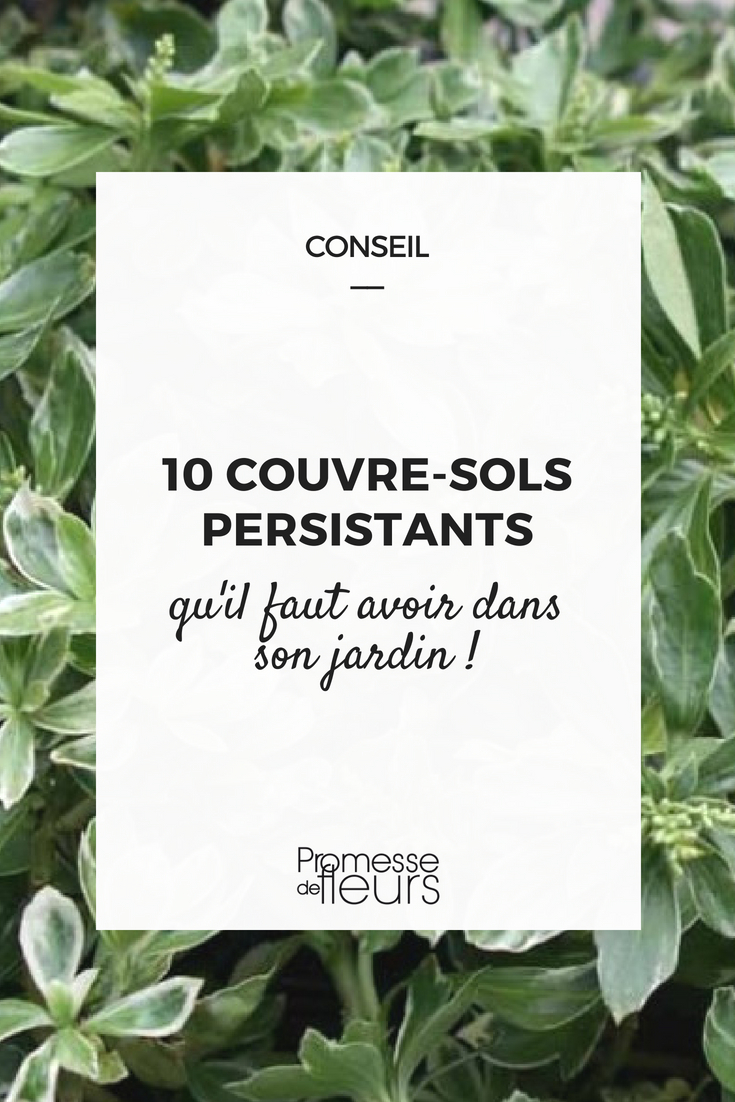 10 cubresuelos perennes