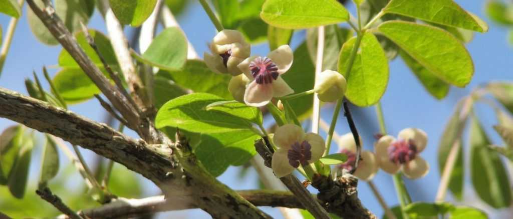 Akebia: plantar, podar y cuidar