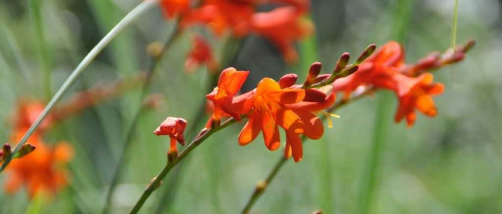 El Crocosmia o Montbretia: 9 ideas de asociaciones