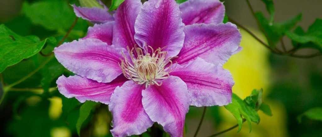 Clematis: ¿Qué variedad elegir?