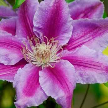 Clematis: ¿Qué variedad elegir?