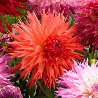 Dahlias: cómo combinarlos en el jardín