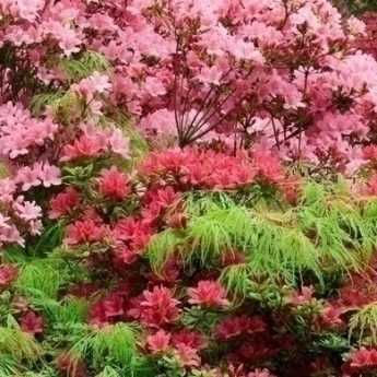 Rododendro: 9 ideas de asociaciones exitosas