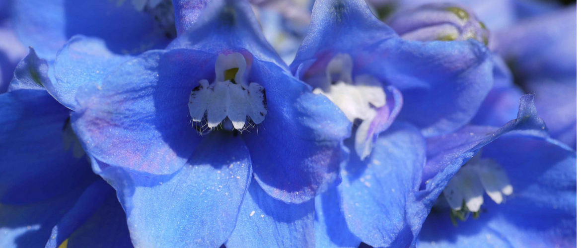 Delphinium, Espuela de caballero: 8 ideas para combinarlo