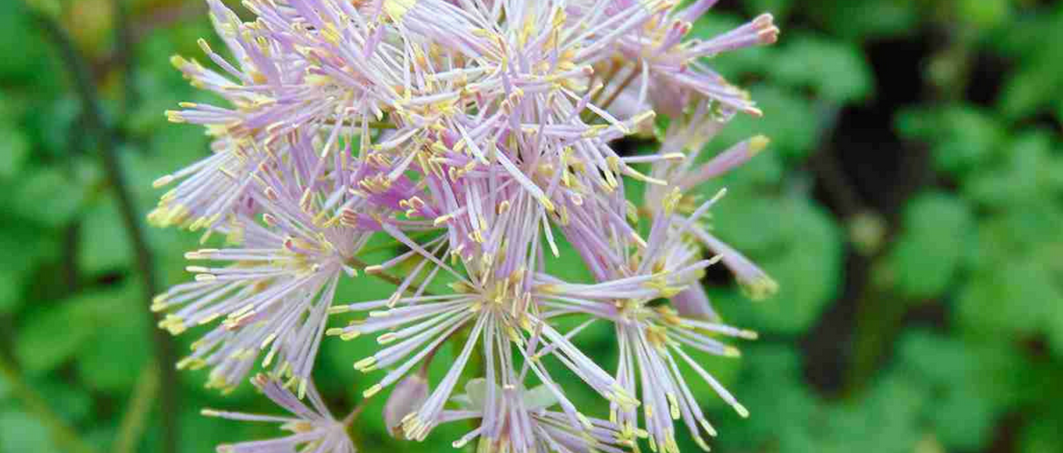 Thalictrum, Talictro: 8 buenas ideas para combinar