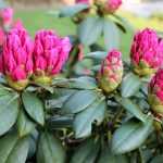 ¿Qué Rhododendron elegir?