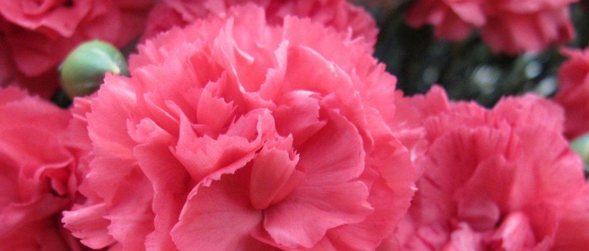 Clavel o Dianthus: 6 ideas para combinarlo en el jardín