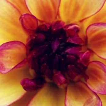 Dahlias enanos: ¿cuáles son las mejores variedades?