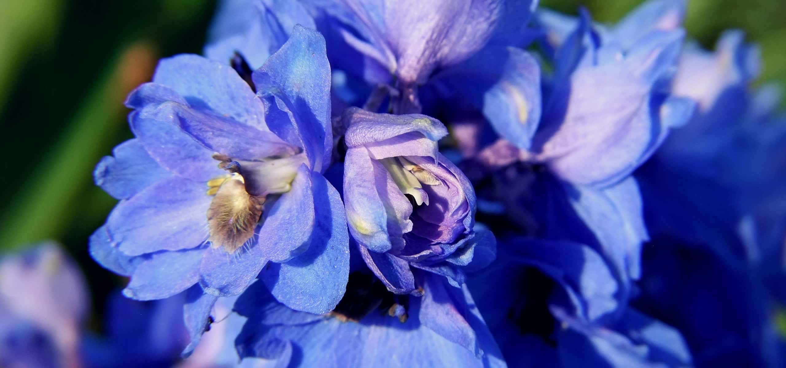 Plantar y lograr que los Delphiniums prosperen