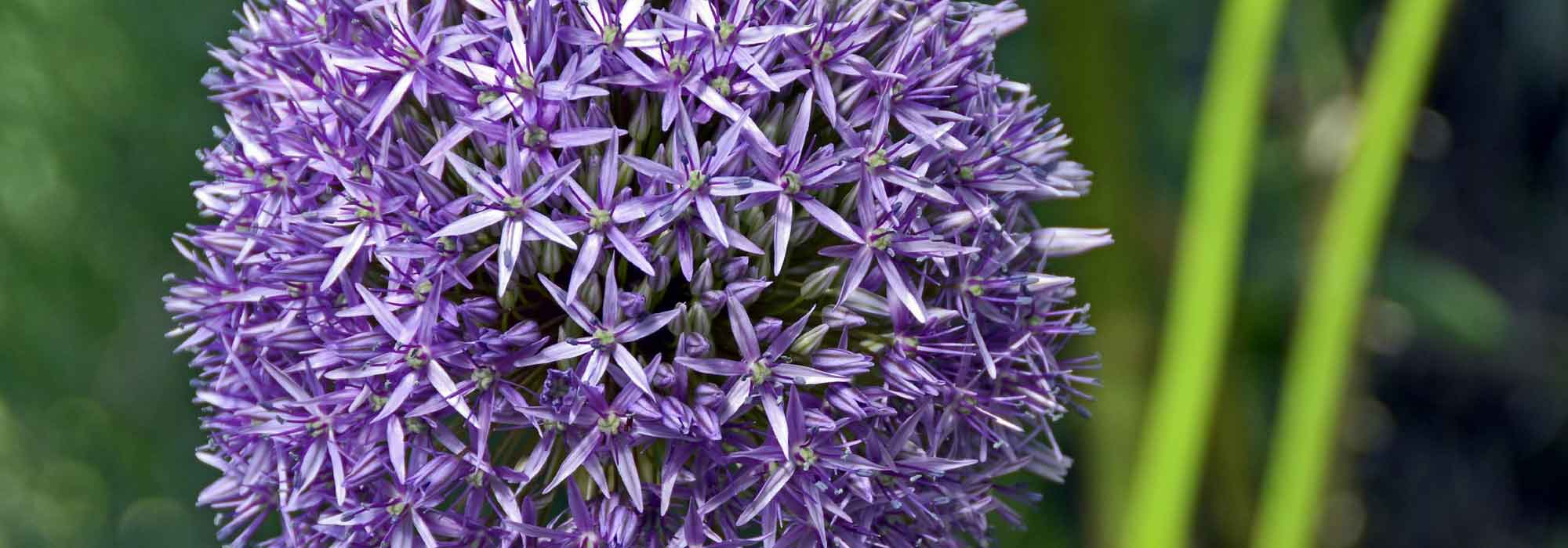 Allium, Ajo ornamental: plantación, cultivo y cuidados