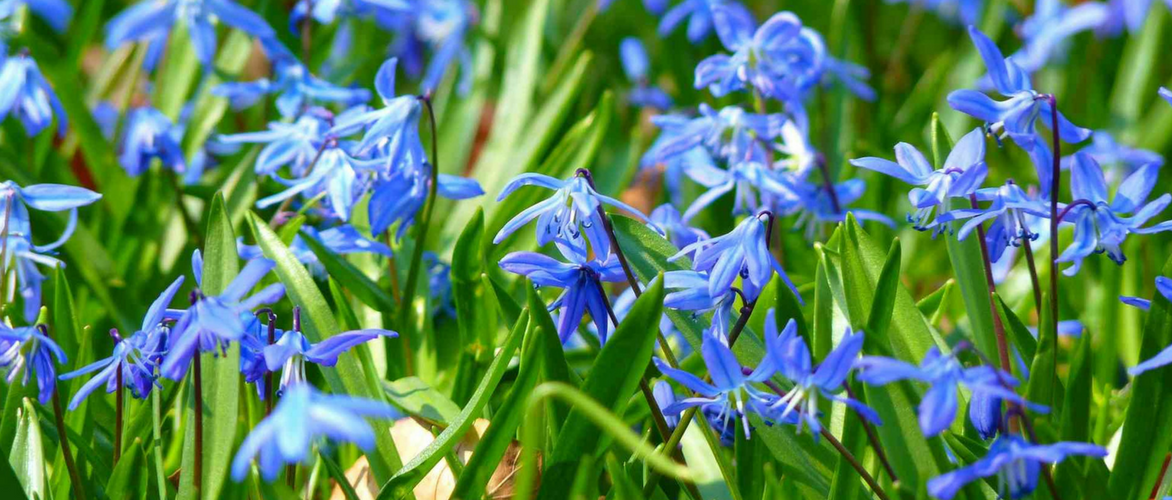 Escila: plantar, cultivar y cuidar
