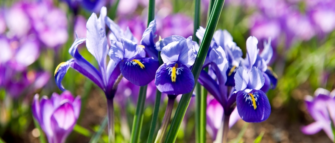 Iris reticulata: Plantar y cultivar