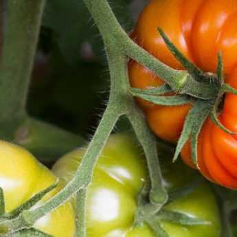 El riego de los tomates: ¿cómo hacerlo?